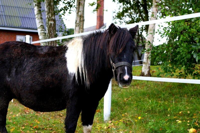 Shetlænder Ghost *Grynte* <3 billede 17