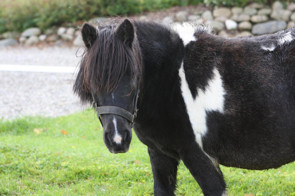 Shetlænder Ghost *Grynte* <3 - På vores fine "ridebane" hihi :D <3 billede 18