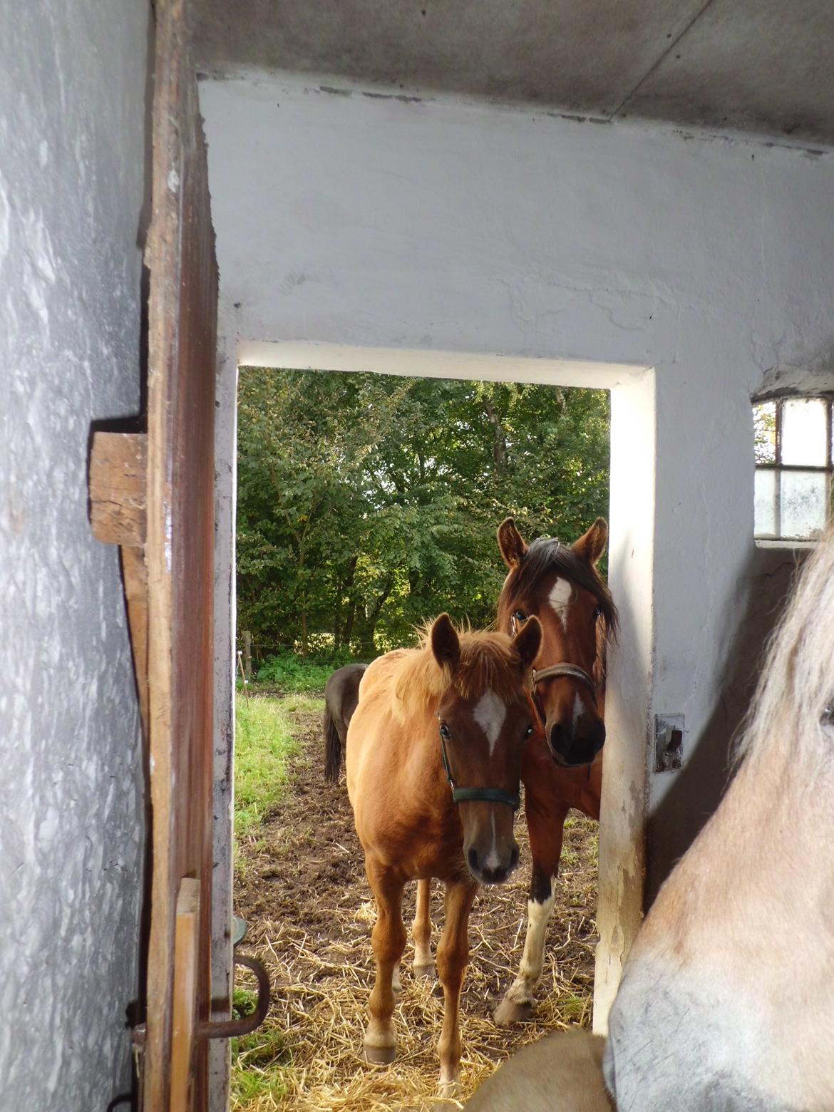 Anden særlig race Findus ( Lille Finn ) billede 4