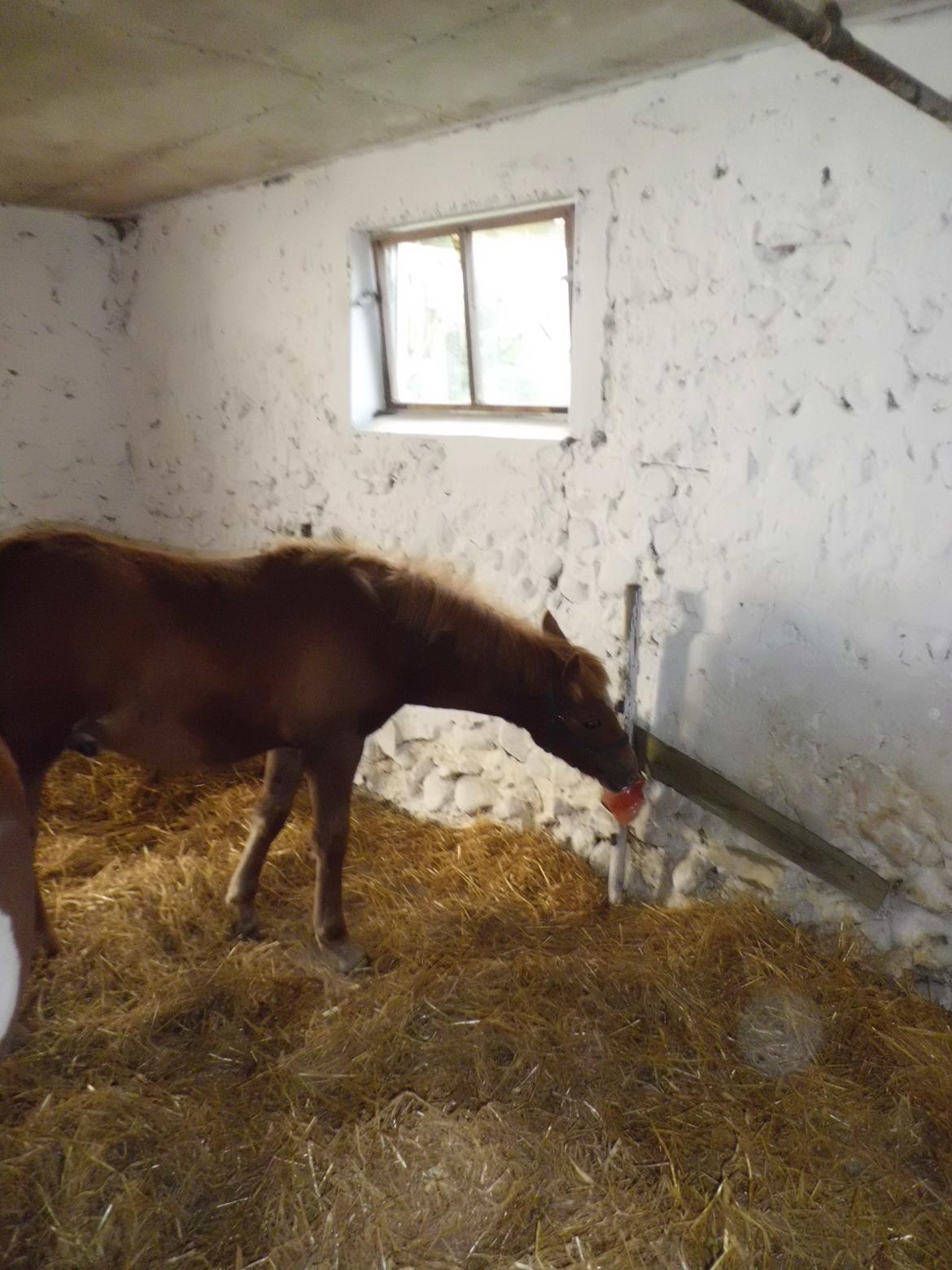Anden særlig race Findus ( Lille Finn ) billede 5