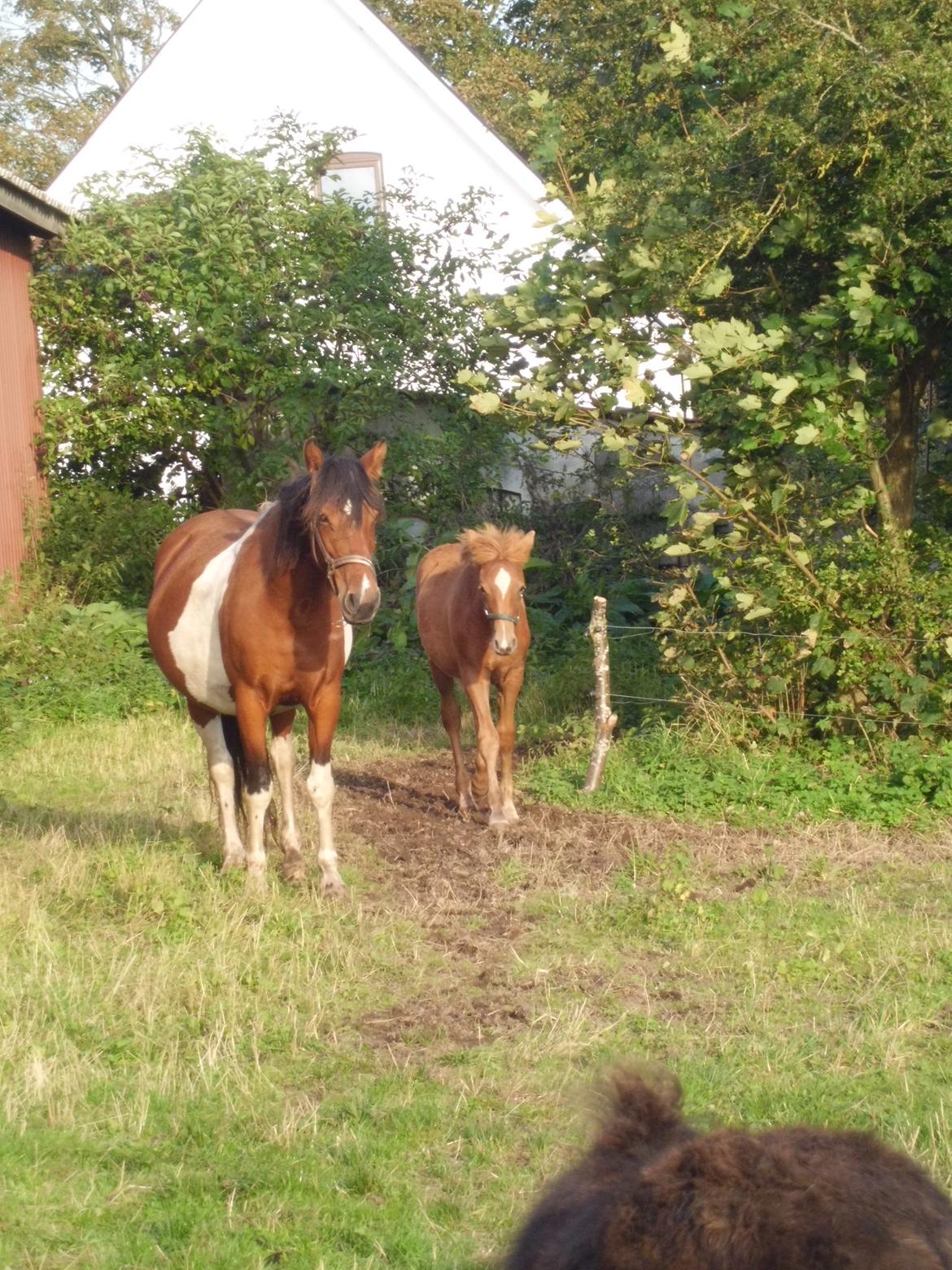 Anden særlig race Findus ( Lille Finn ) - Jeg kommer først billede 6
