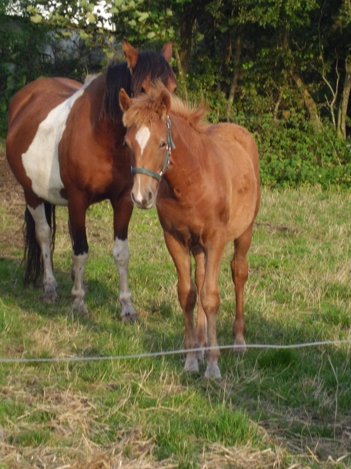 Anden særlig race Findus ( Lille Finn ) billede 7