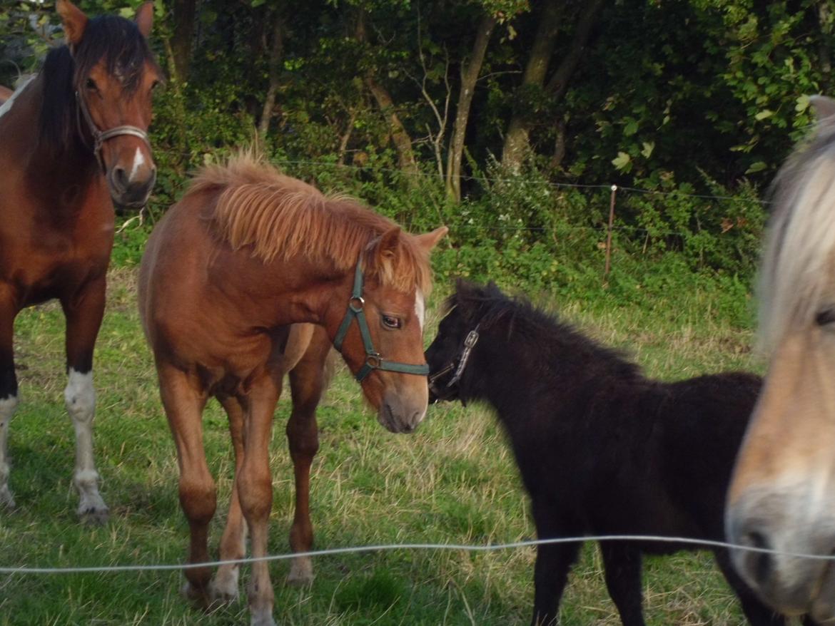 Anden særlig race Findus ( Lille Finn ) - Vil du lege ?:D  billede 8