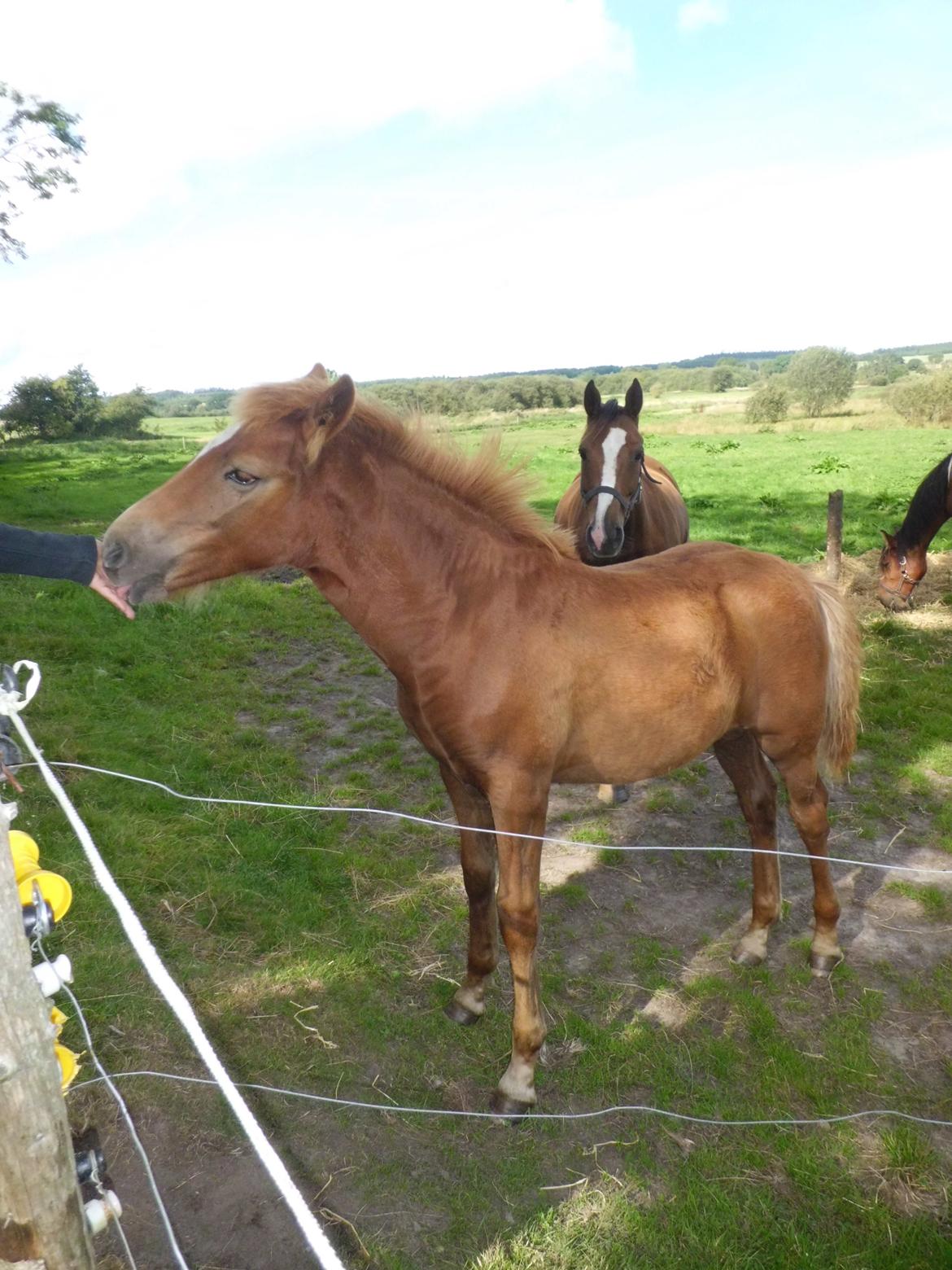 Anden særlig race Findus ( Lille Finn ) billede 9