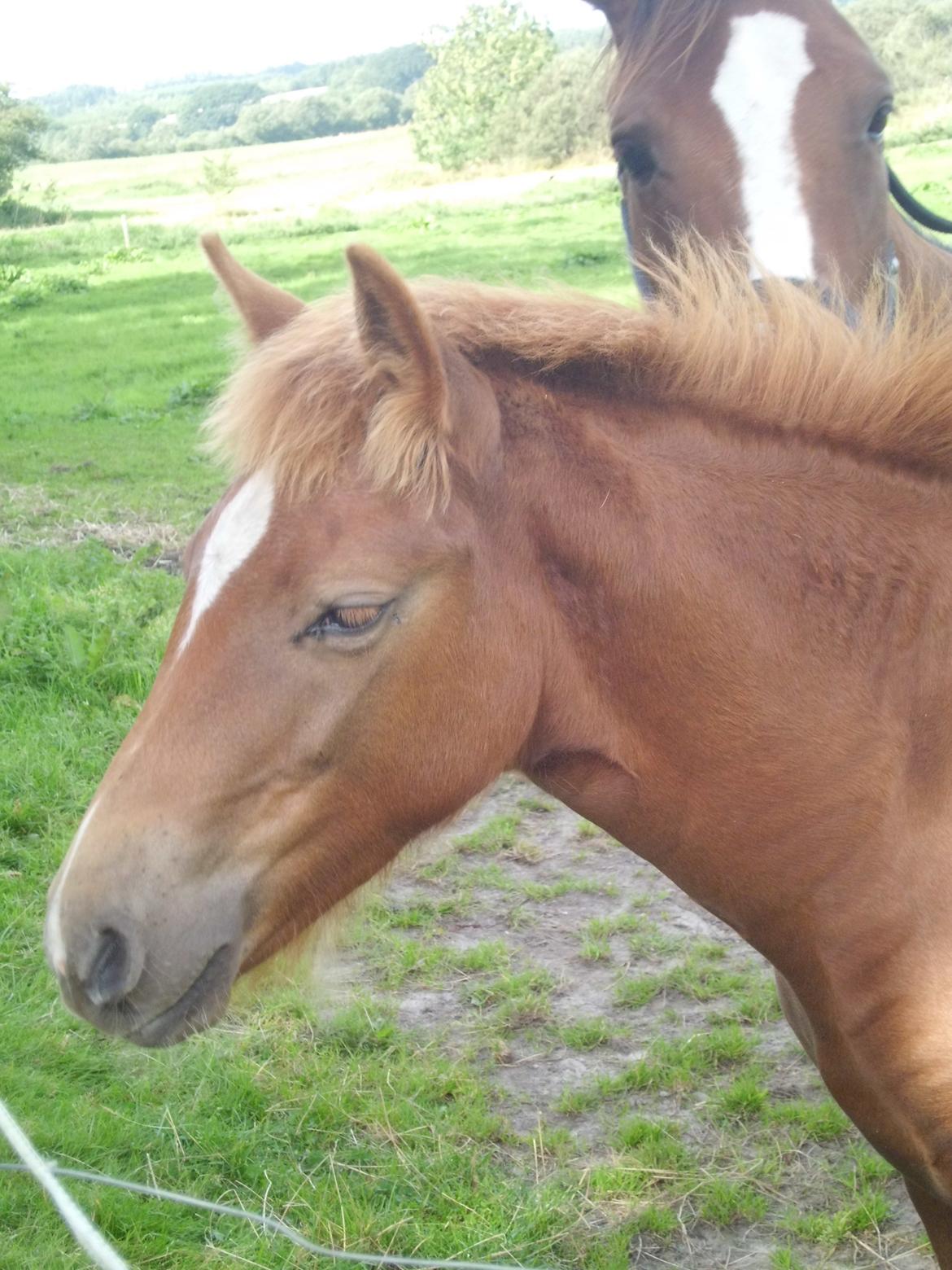 Anden særlig race Findus ( Lille Finn ) billede 2