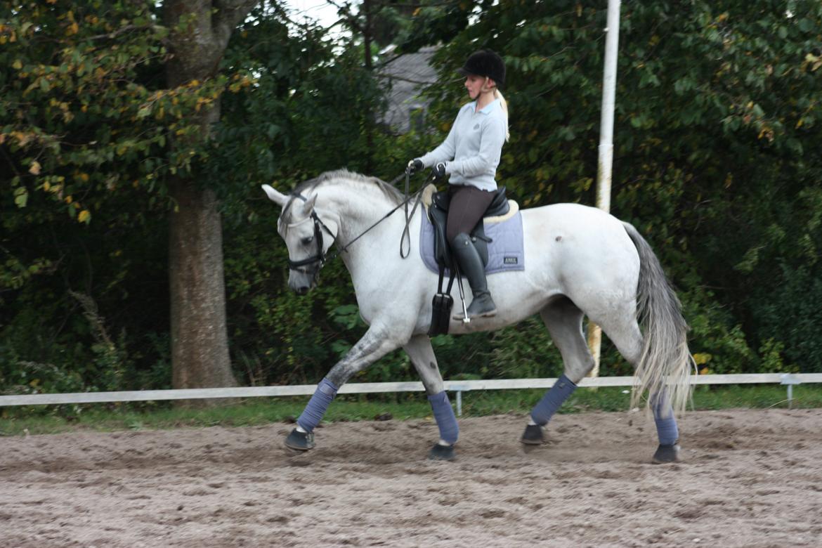 Branderburger Elektra billede 1