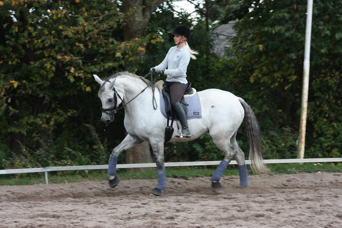 Branderburger Elektra billede 2