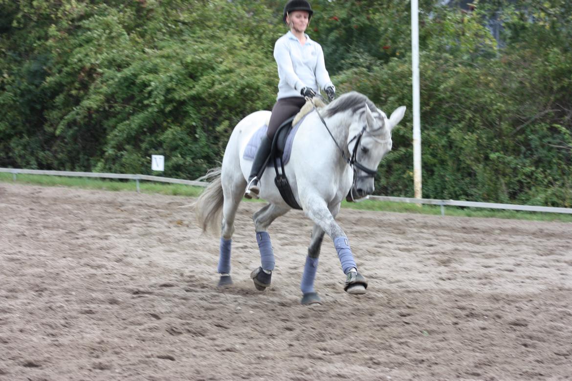 Branderburger Elektra billede 3