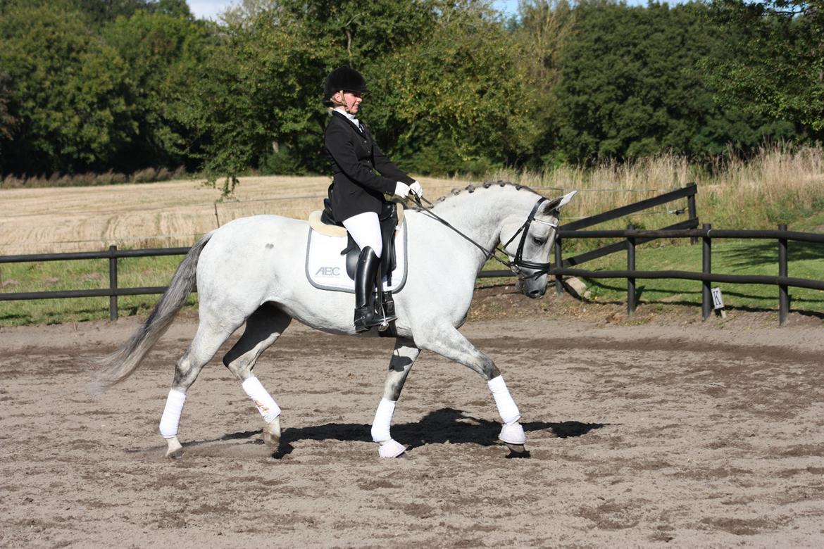 Branderburger Elektra billede 4