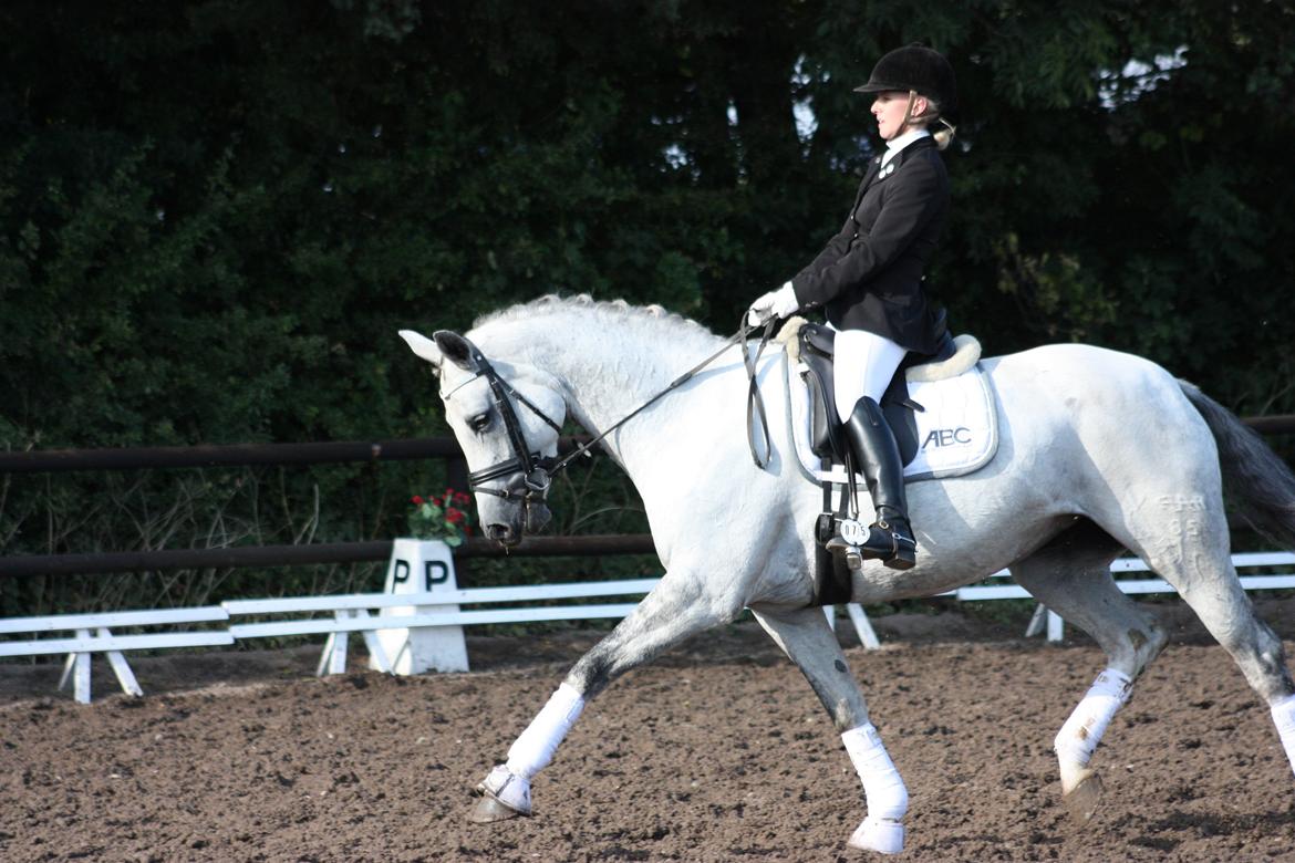 Branderburger Elektra billede 6