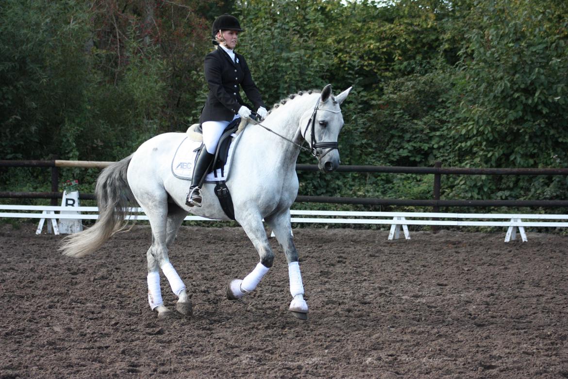 Branderburger Elektra billede 8