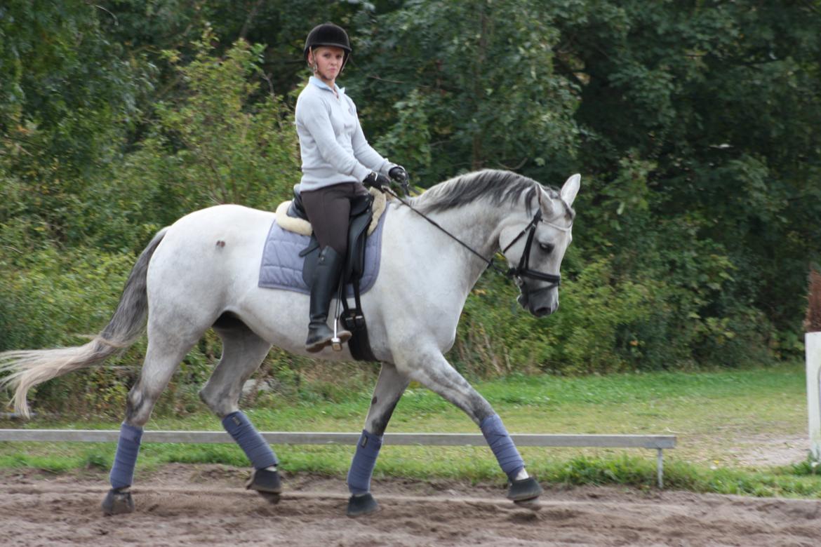 Branderburger Elektra billede 9