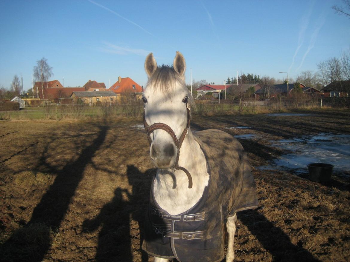 DSP Holmgaards Galant SOLGT ;( - Jeg savner dig Kalle! <3 billede 13