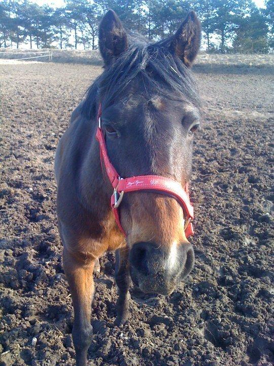 DSP Batman billede 5