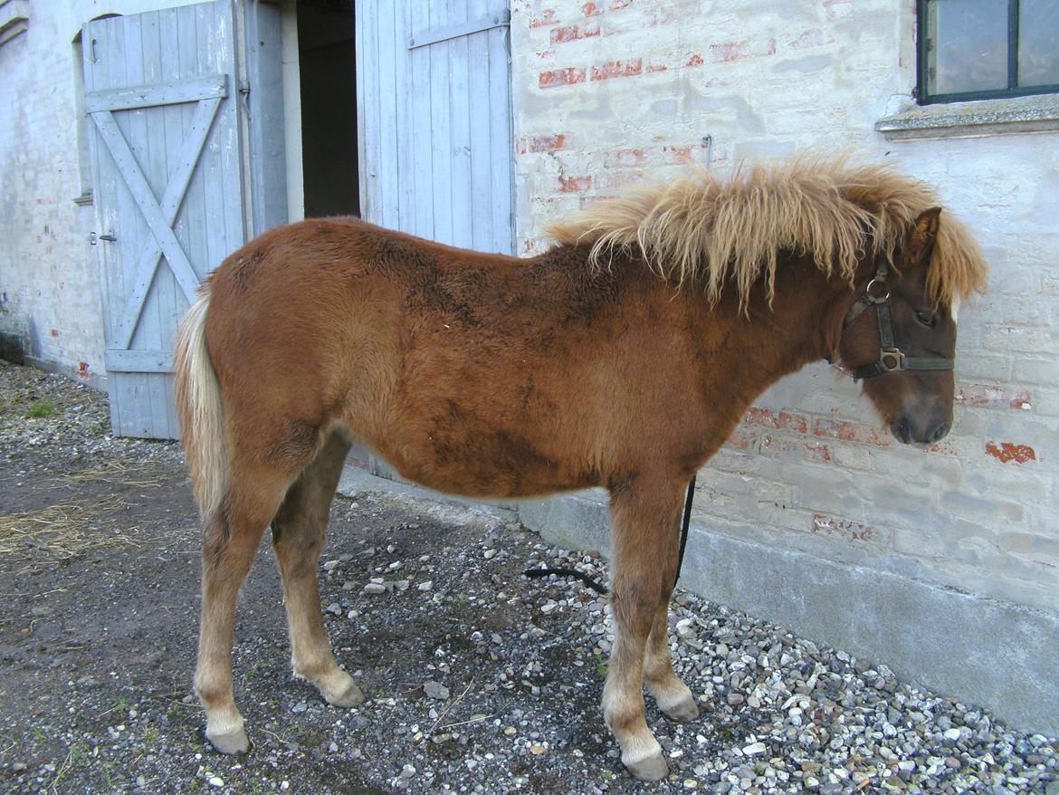 Islænder Grímséy fra Isfryd - Grimsey i vinterdragt 

2/10-2013 billede 14