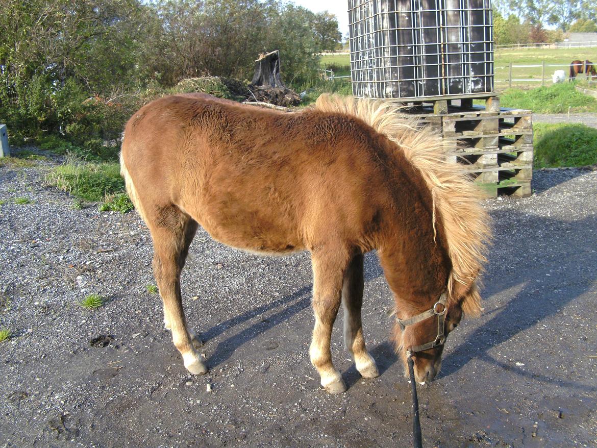 Islænder Grímséy fra Isfryd - Grimsey flotte farvebetegnelse 

Rød med flaxen billede 17