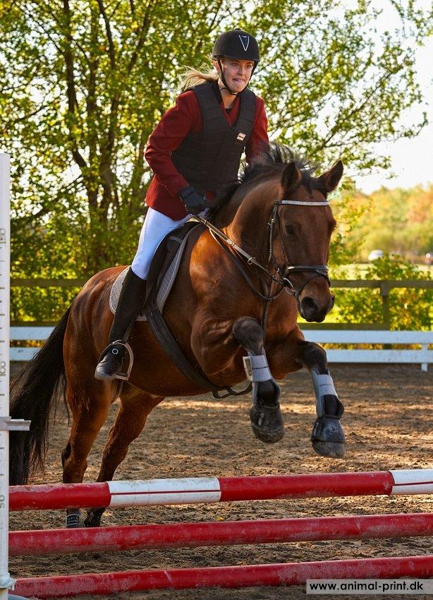 New Forest Sultan De Civry - 50cm sløjfespring d.30/9-12 billede 7