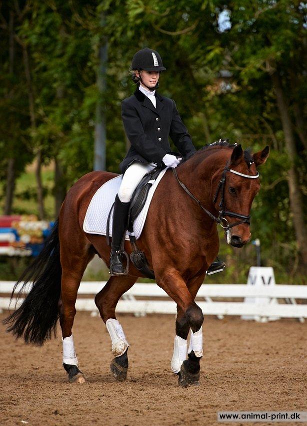 New Forest Sultan De Civry - dressurstævne d. 29/9-12 billede 17