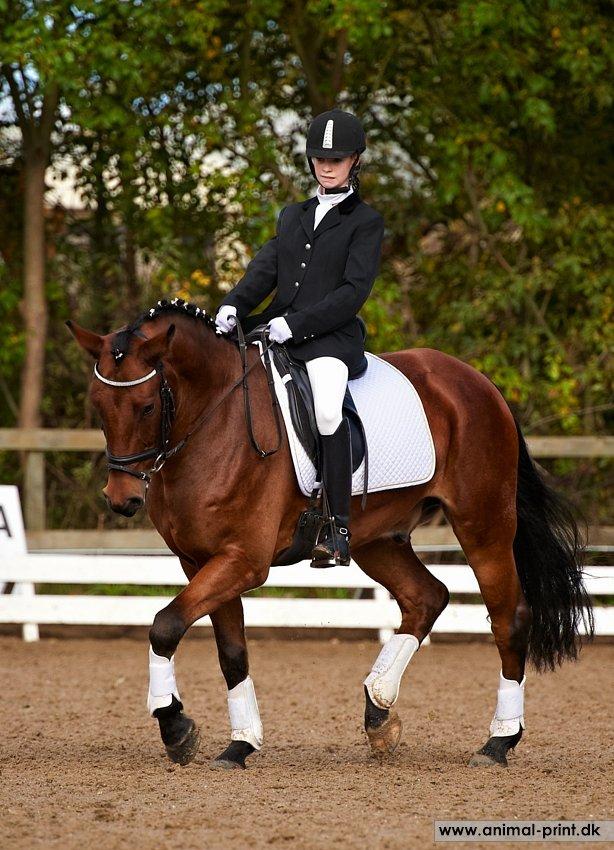 New Forest Sultan De Civry - dressurstævne d.29/9-12 billede 3