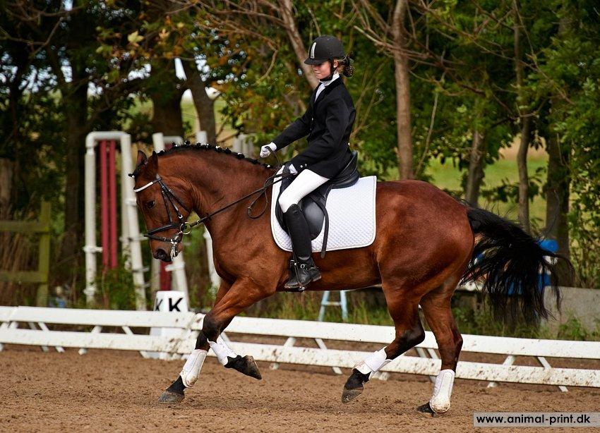 New Forest Sultan De Civry - dressurstævne d. 29/9-12 billede 16