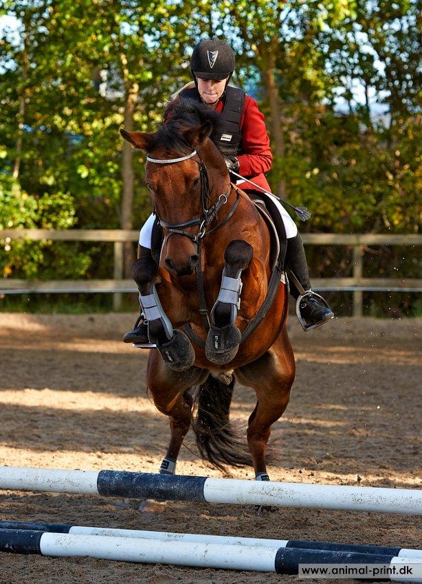 New Forest Sultan De Civry - Zulo tænker: OMG!!! KÆMPE SPRING!
40 el. 50 cm sløjfespring d. 30/9-12
 billede 9