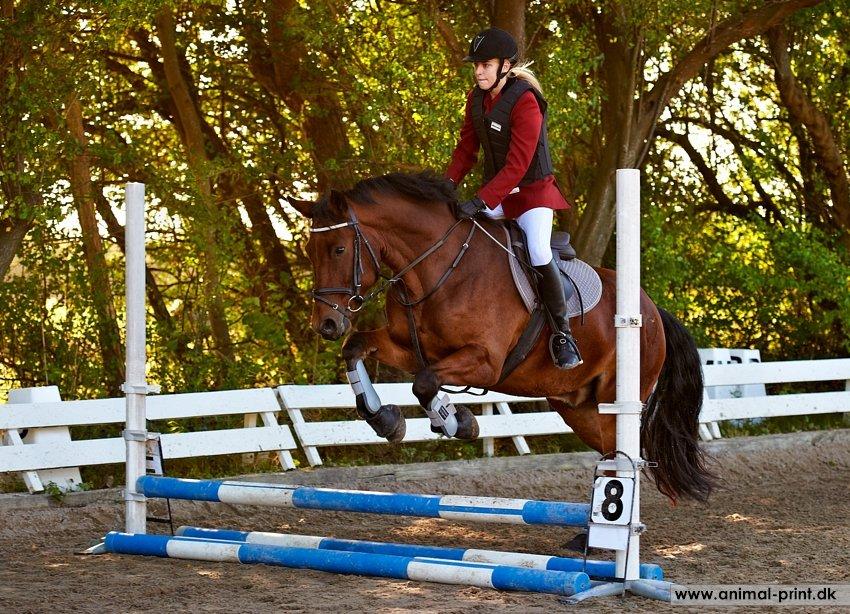 New Forest Sultan De Civry - 40 el. 50cm sløjfespring. d. 30/9-12 billede 13