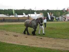 Belgier Mr. Blue af Brande billede 1