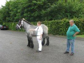 Belgier Mr. Blue af Brande billede 2