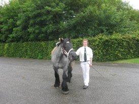 Belgier Mr. Blue af Brande billede 3