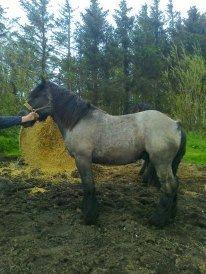 Belgier Mr. Blue af Brande billede 4