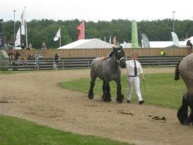 Belgier Mr. Blue af Brande billede 5