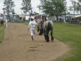 Belgier Mr. Blue af Brande billede 6