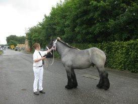 Belgier Mr. Blue af Brande billede 7