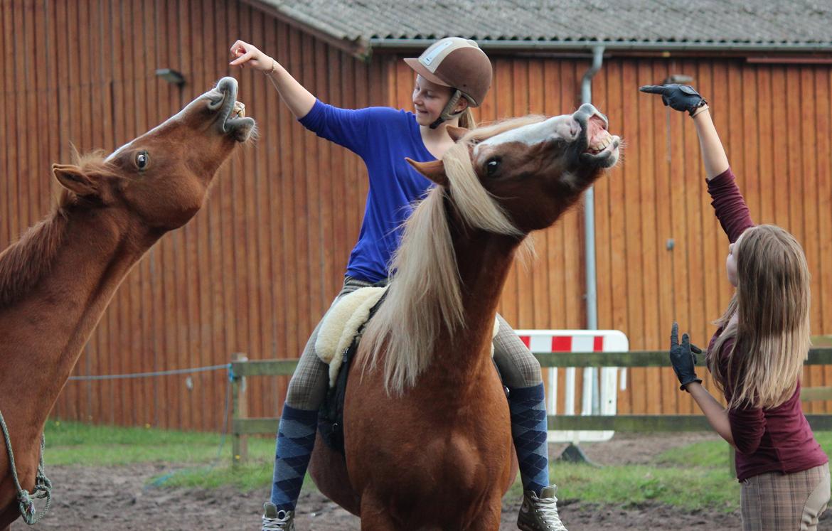 Anden særlig race Carlo  - 18 ♥ Man kan ikke andet end at smile af det billedet :D 
[ Foto: Rikke ] ♥ 2 oktober 2012 billede 18