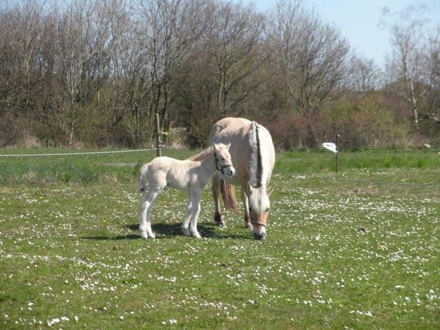 Fjordhest skovløkke's luca - fik et billed af hans gamle ejer dette er første gang at han var på græs :D billede 6