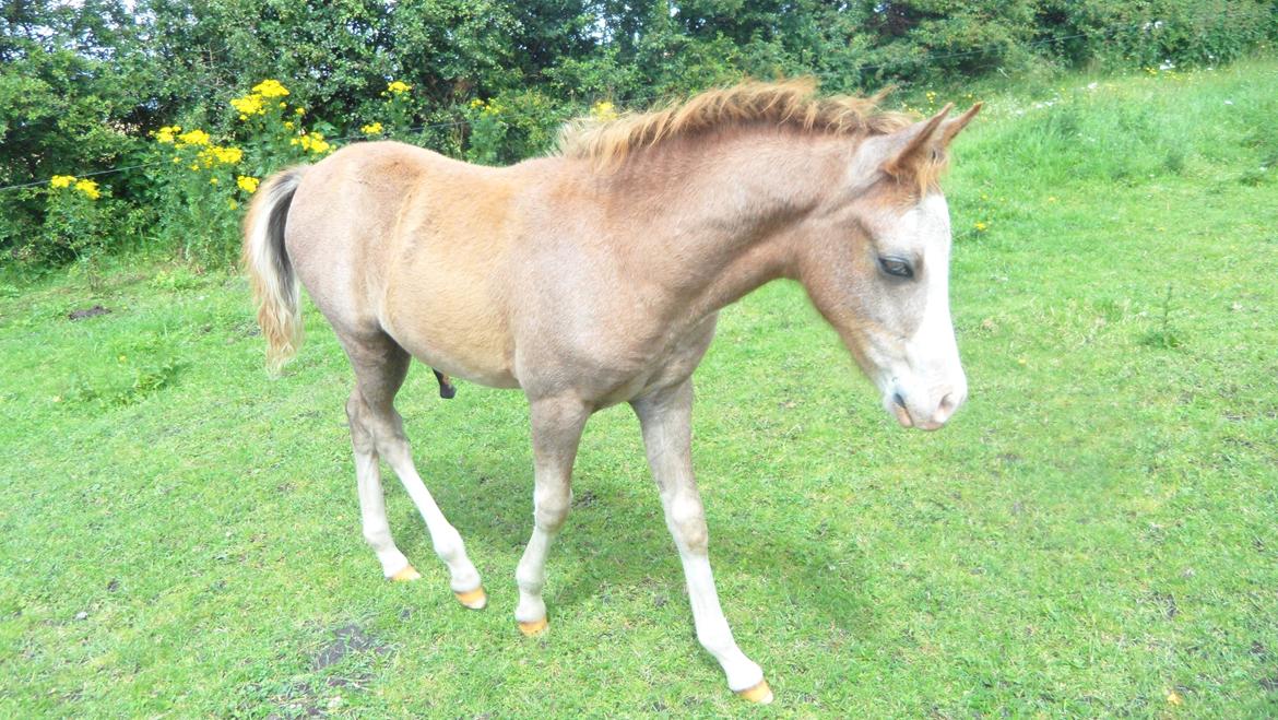 Anden særlig race Mini Max Af Rævbjerggaard billede 4