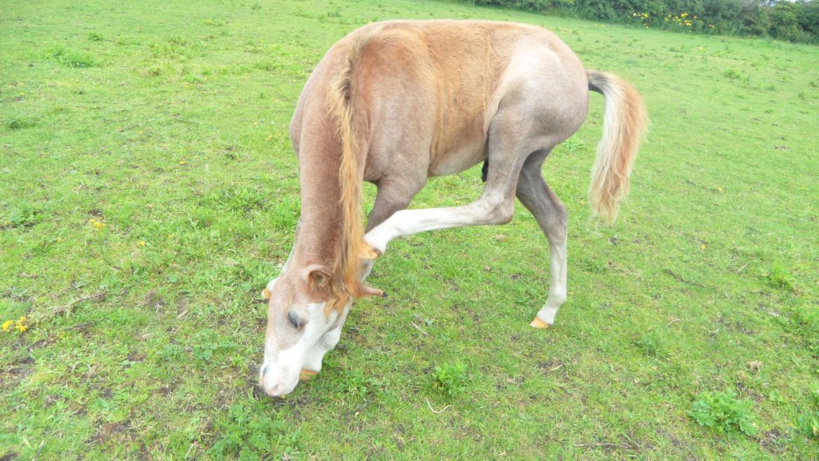 Anden særlig race Mini Max Af Rævbjerggaard billede 5