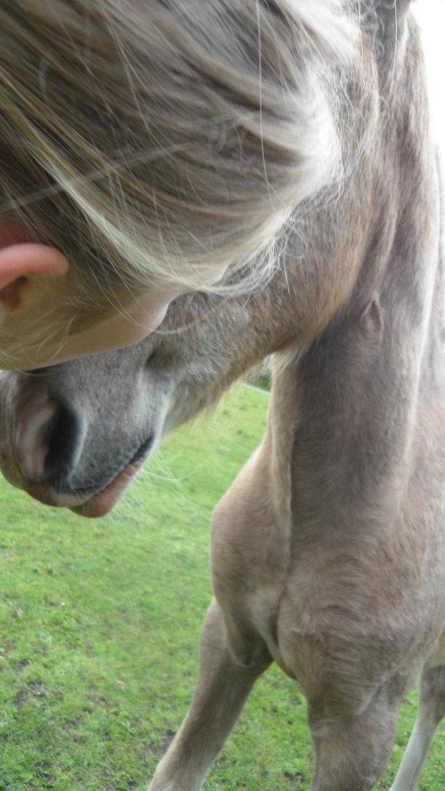 Anden særlig race Mini Max Af Rævbjerggaard billede 8