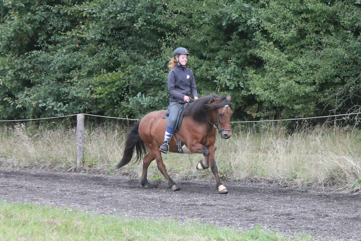 Islænder Stormur Fra Hvolbæk *Hvil I Fred* - Galop- Mangler lidt mere samling ;)  billede 12