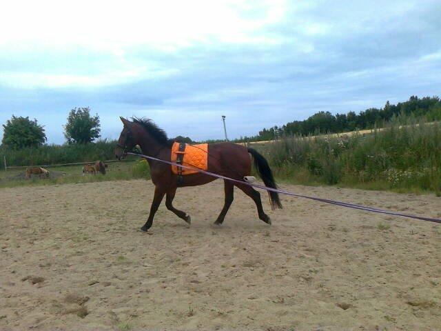 Anden særlig race La,cure <3 Guldklump billede 19