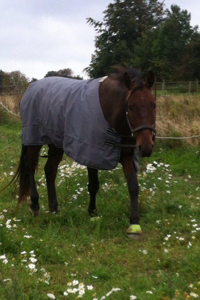 Anden særlig race La,cure <3 Guldklump billede 20