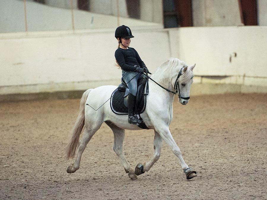 Welsh Pony (sec B) Møllegårds Showman A-pony - Undervisning  billede 2