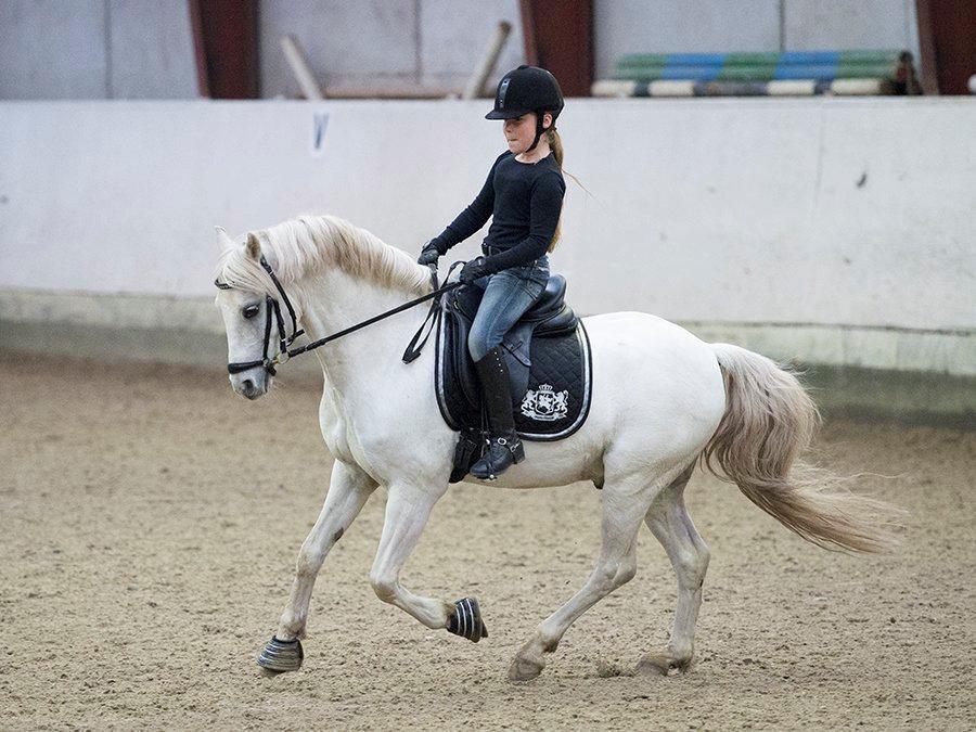 Welsh Pony (sec B) Møllegårds Showman A-pony - Undervisning billede 3