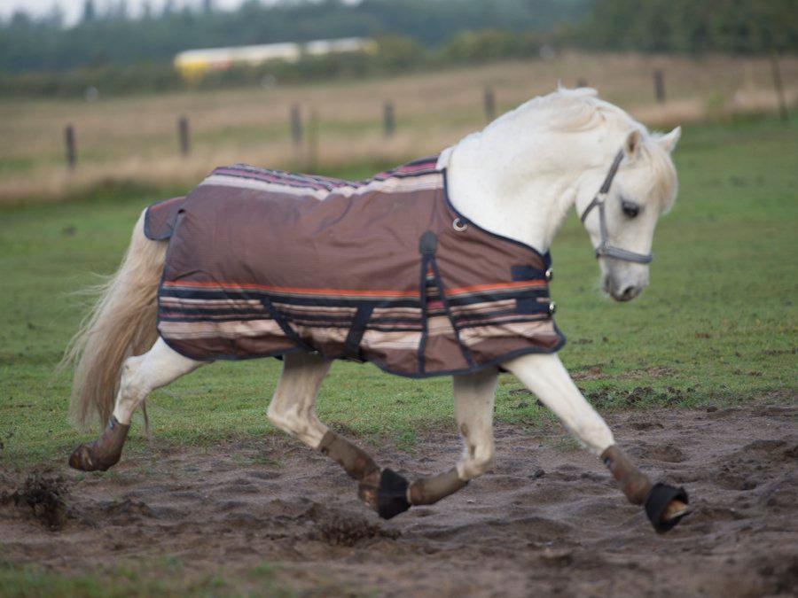 Welsh Pony (sec B) Møllegårds Showman A-pony billede 4