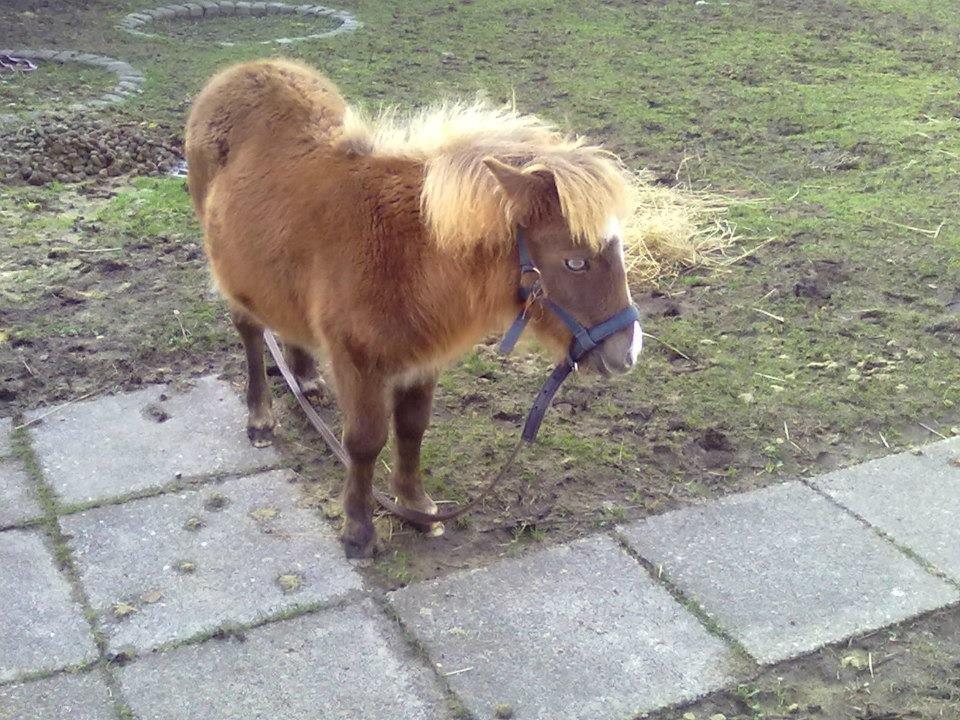 Shetlænder felina billede 2