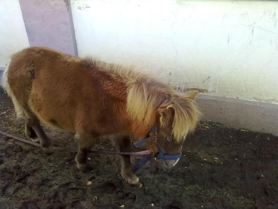 Shetlænder felina billede 3