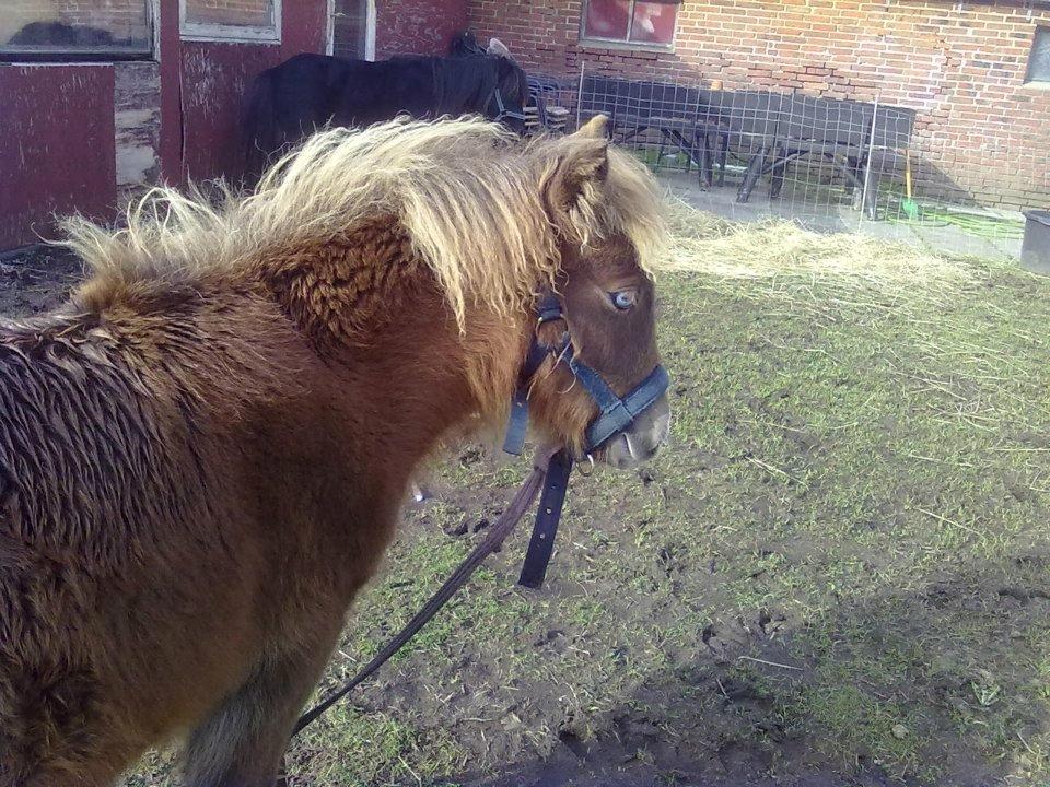 Shetlænder felina billede 4