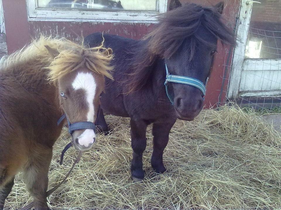 Shetlænder felina billede 5