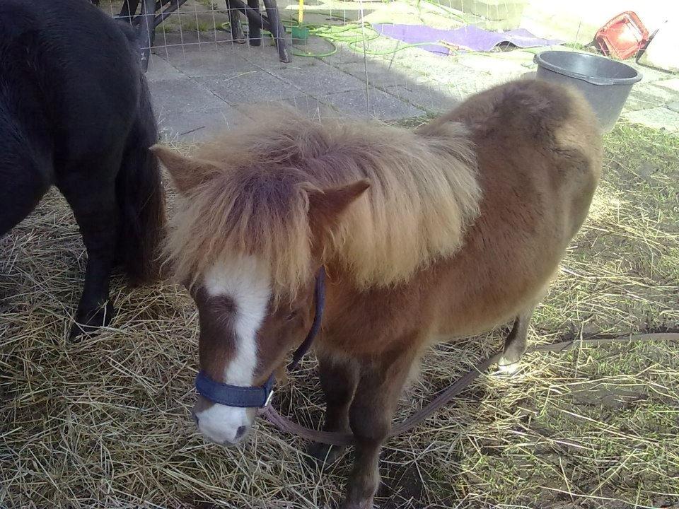 Shetlænder felina billede 6