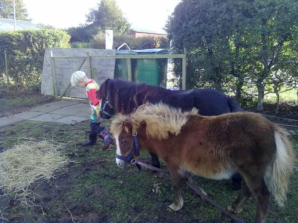 Shetlænder felina billede 7